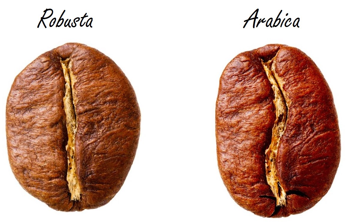 differenze-arabica-robusta-chicco-di-caffe