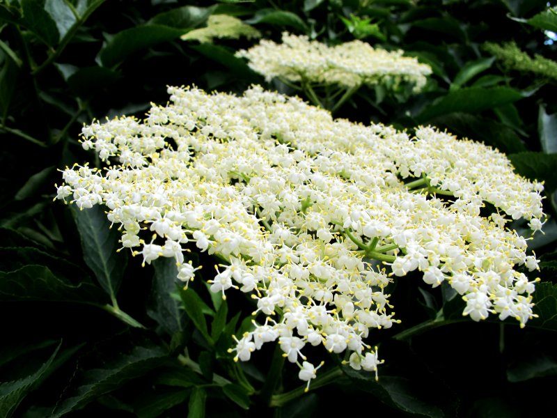 fiori-di-sambuco