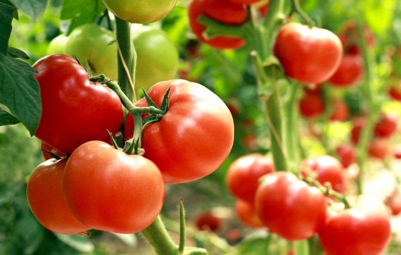 alimenti-per-combattere-acne-e-brufoli-pomodori