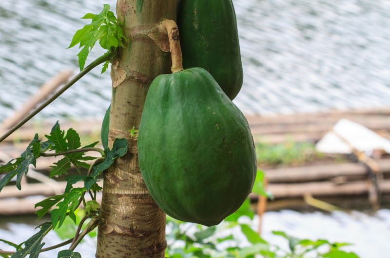 papaya-proprieta-pianta-albero