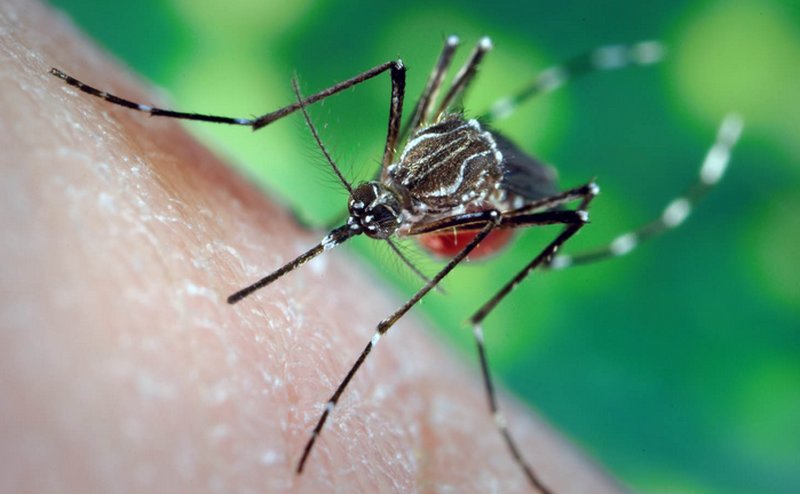 cibi-anti-zanzare