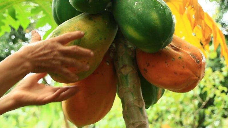 albero-papaya-frutta