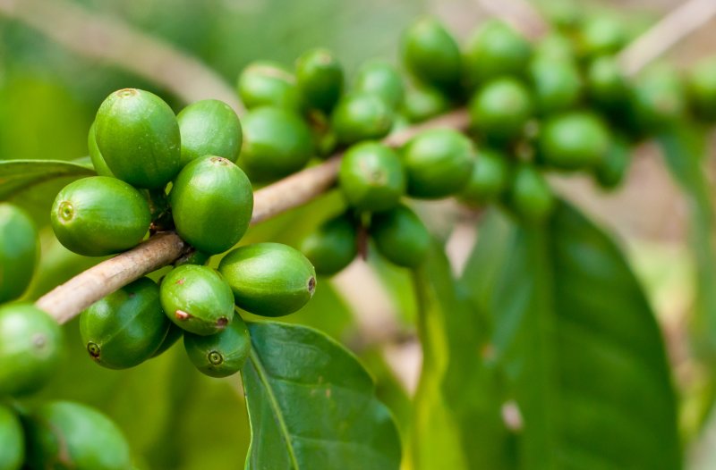 caffe-verde-antiossidanti