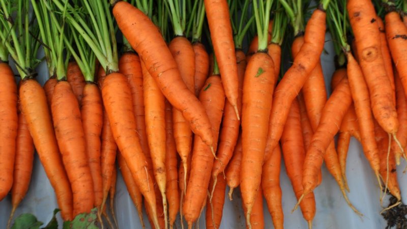 carote-proprieta