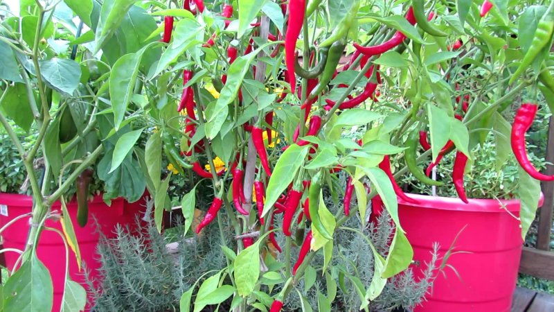 peperoncino-rosso-pianta