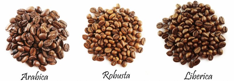 arabica-robusta-liberica-varieta