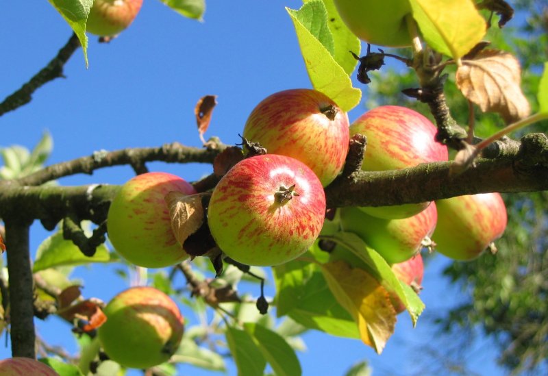 mela-albero-benefici-proprieta