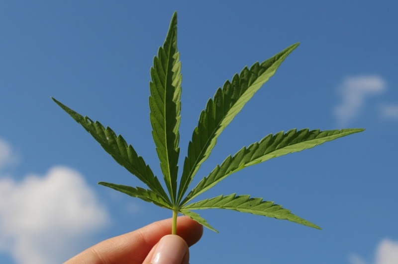 cannabis-light-controindicazioni