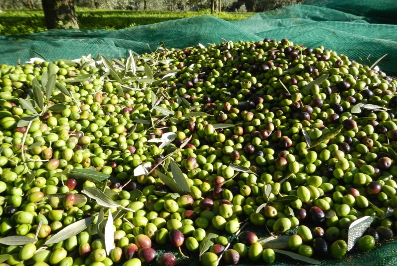 olio-extra-vergine-raccolta-delle-olive